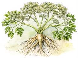 Angelica Root Oil