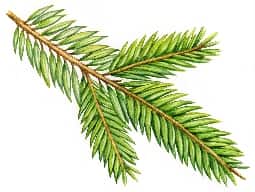 Balsam Fir Oil