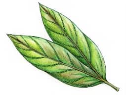 Bay Laurel Oil