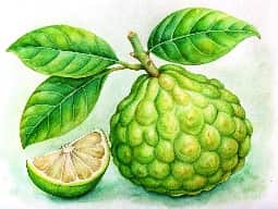 Bergamot Oil