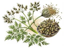 Caraway Oil