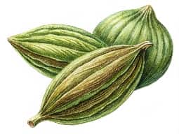 Cardamom Oil