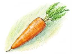 Carrot Seed Oil