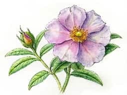 Cistus Oil