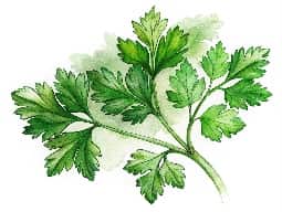 Coriander Oil