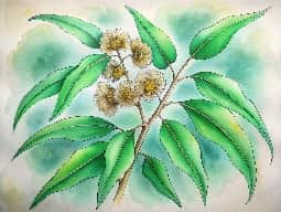 Eucalyptus Oil