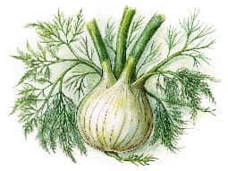 Fennel Oil