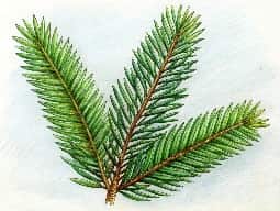 Fir Needle Oil