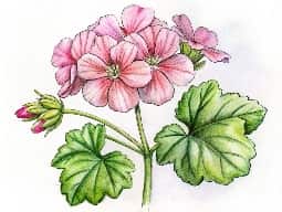 Geranium Oil