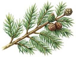 Himalayan Cedarwood Oil