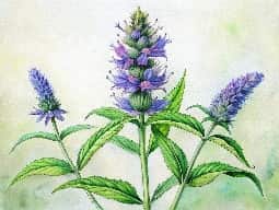 Hyssop Oil