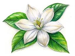 Jasmine Oil