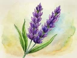 Lavender Oil