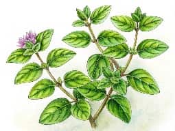 Marjoram Oil