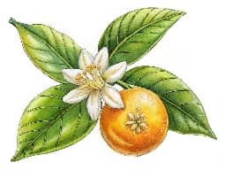 Neroli Oil