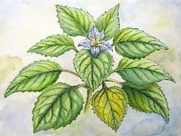 Patchouli Oil