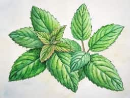 Peppermint Oil