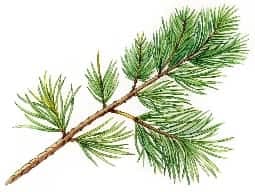 Pine Oil