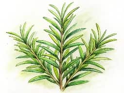 Rosemary Oil