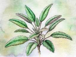 Sage Oil