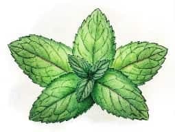 Spearmint Oil