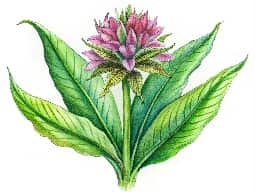 Spikenard Oil