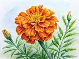 Tagetes Oil