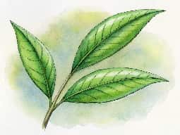 Tea Tree Oil