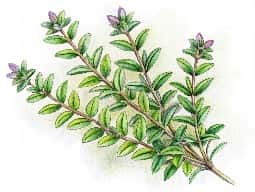 Thyme Oil