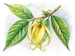 Ylang Ylang Oil